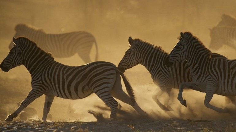 Wild Kalahari