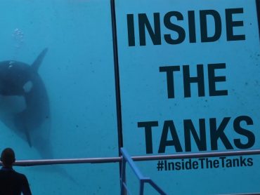 Inside The Tanks