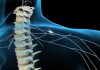 Plan of Action: How the Spinal Cord Controls Movement