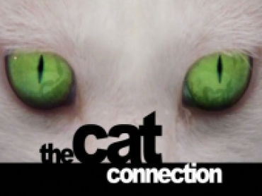 The Cat Connection