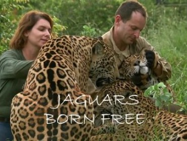Jaguars Born Free