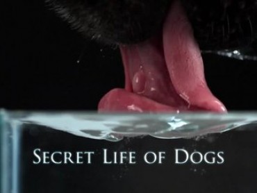 The Secret Life of Dogs