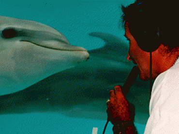 In The Wild, With Robin Williams: Dolphins