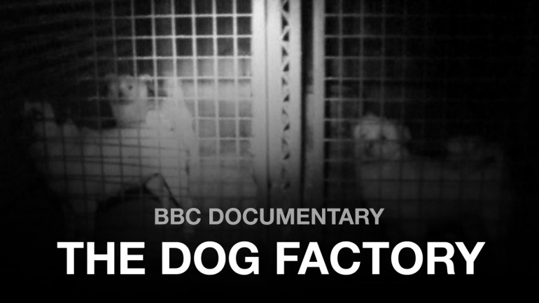 The Dog Factory