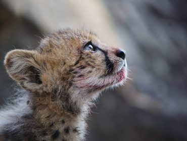 Cheetahs: Growing up fast