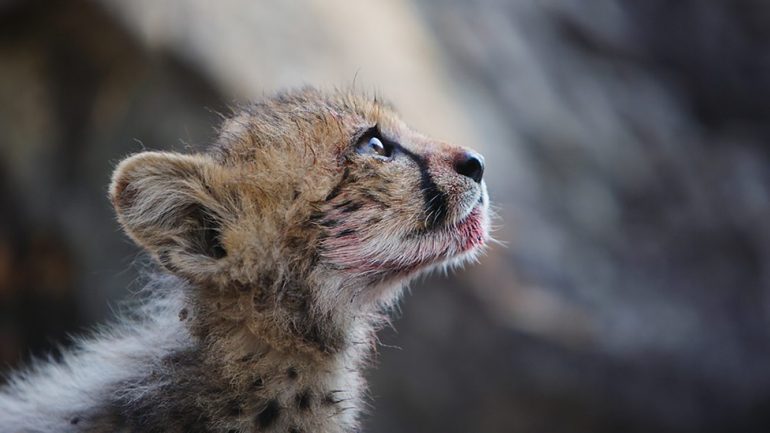 Cheetahs: Growing up fast