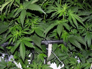 Cannabis Cultivation: I grow Green