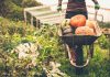 Organic food: Hype or Hope?