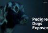 Pedigree Dogs Exposed: Three Years On