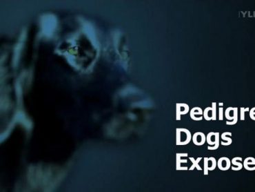 Pedigree Dogs Exposed: Three Years On