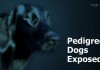 Pedigree Dogs Exposed