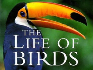 The Life of Birds: To Fly or Not to Fly