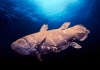 Coelacanth: The Fish That Time Forgot