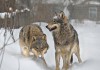Wolves in Chernobyl Dead Zone