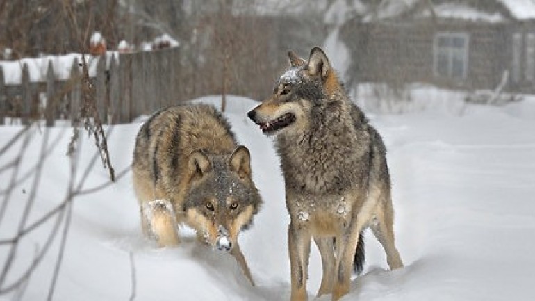 Wolves in Chernobyl Dead Zone