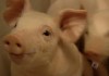 Patent For A Pig: The Big Business Of Genetics