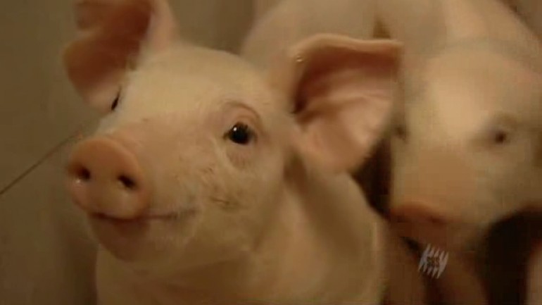 Patent For A Pig: The Big Business Of Genetics