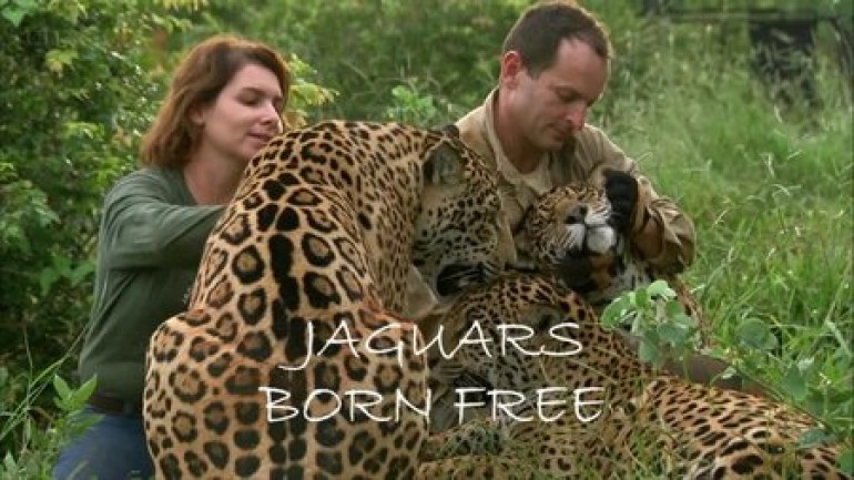 Jaguars Born Free