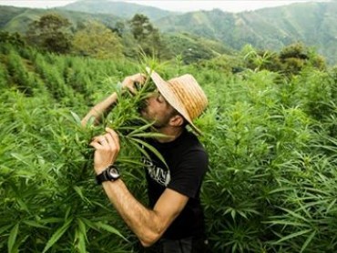 Kings of Cannabis