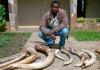Ivory Wars: Out of Africa