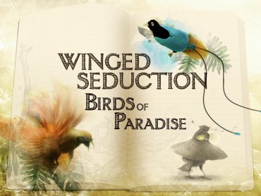 Winged Seduction: Birds Of Paradise