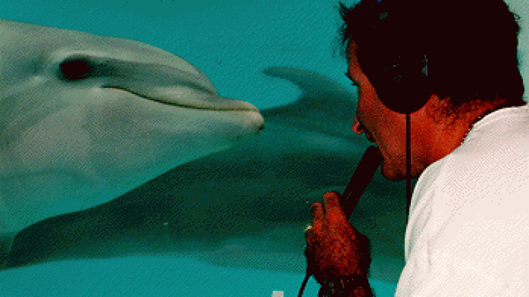 In The Wild, With Robin Williams: Dolphins