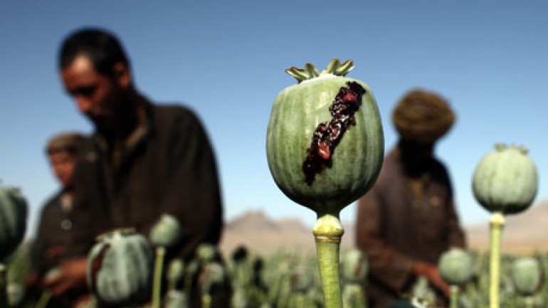 Blood, Smack Tears Afghanistan’s Heroin Hell